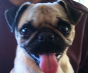 Harley Harley