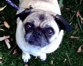 Otis & Ruby the Pug