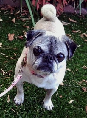 Otis & Ruby the Pug