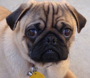 P-Nut the Pug